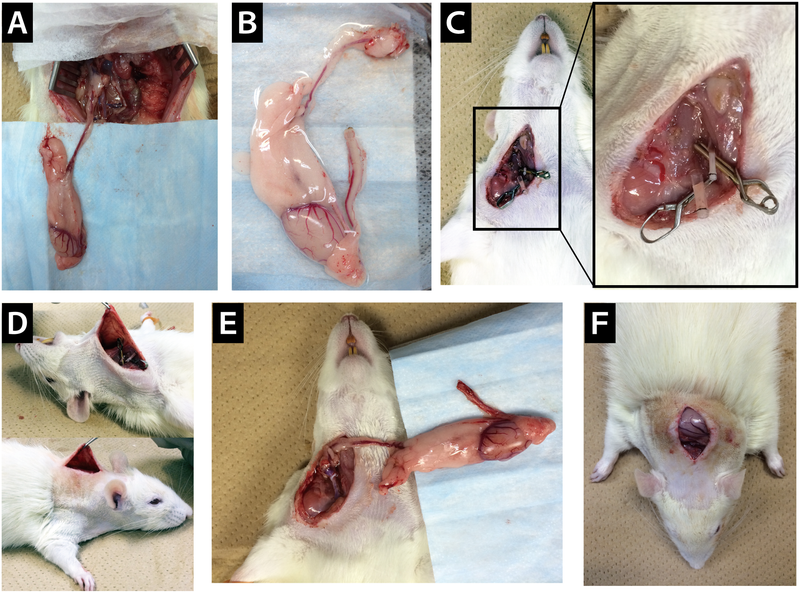 Image: Yi et al